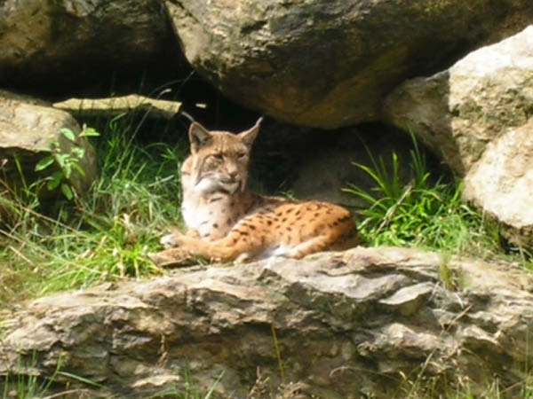 Wildnis3_08_026
