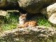 Wildnis3_08_026