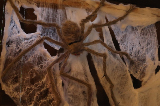 Hexengeb24_0005