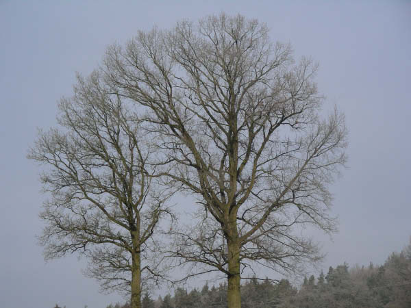 dorf_baum_1
