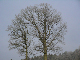 dorf_baum_1